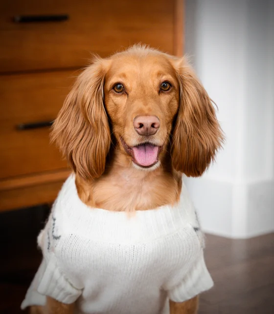 Cookie looking at the camera in his white sweater